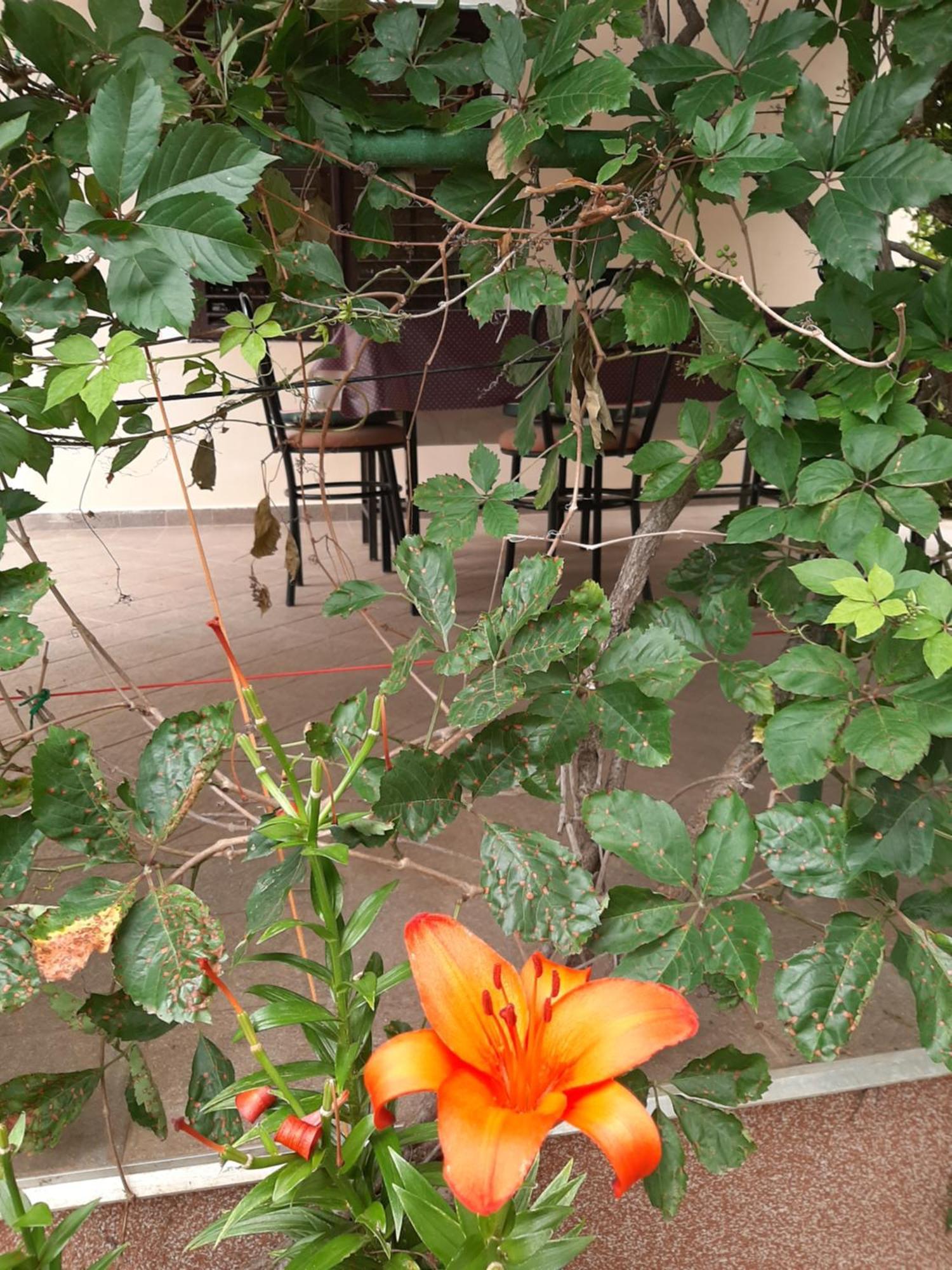 Apartmani Marija ปอฟเลียนา ห้อง รูปภาพ