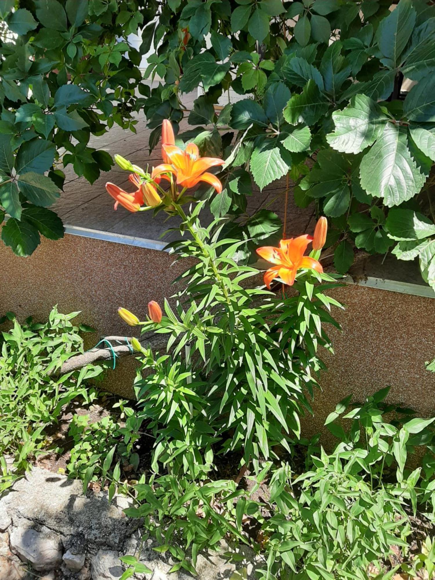 Apartmani Marija ปอฟเลียนา ห้อง รูปภาพ